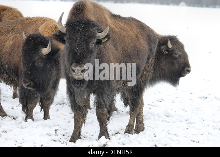 Bison im Schnee, die auf dem Rhug Anwesen Bio-Bauernhof in der Nähe von Corwen, Wales gezüchtet werden Stockfoto