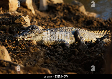 Indische Marsh Krokodil in das Abendlicht am Ranthambhore Wald, Indien. Stockfoto