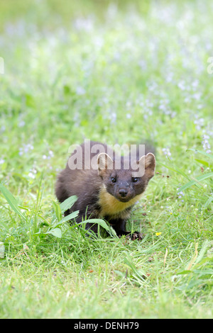 Baummarder (Martes Martes) - Schottland, Vereinigtes Königreich Stockfoto