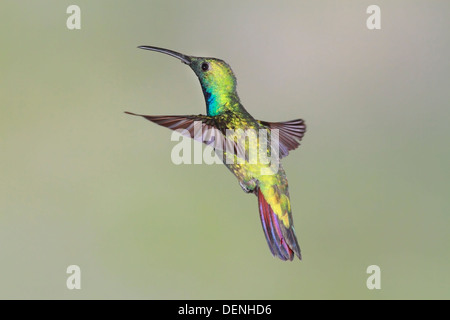 Grün-breasted Mango Kolibri (Anthracothorax Prevostii) Männchen im Flug, Costa Rica, Mittelamerika Stockfoto