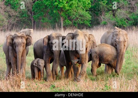 Herde von wilden Elefanten im Dhikala Grünland, Jim Corbett Wald Indien. Stockfoto