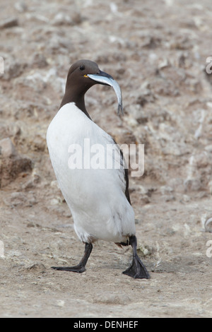 gemeinsamen Guillemot (Uria Aalge) Erwachsene stehend mit Fisch im Schnabel, Farne Inseln, Northumberland, England, Vereinigtes Königreich, Europa Stockfoto