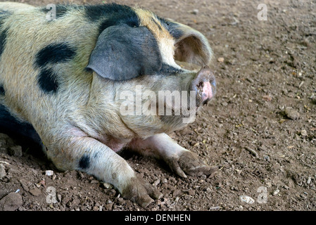 Iberischen Schwein Stockfoto