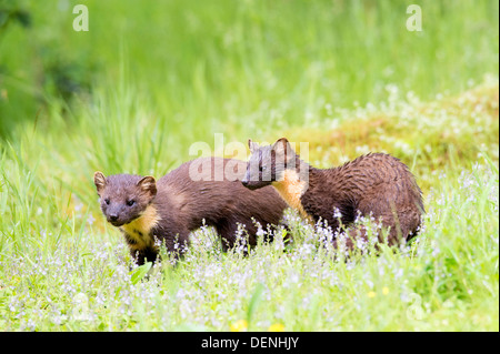 Baummarder (Martes Martes) - Schottland, Vereinigtes Königreich Stockfoto