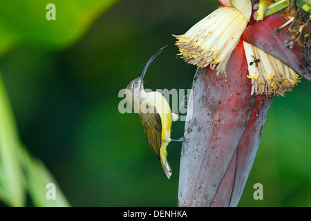 kleine Spiderhunter (Arachnothera Longirostra) Erwachsene ernähren sich von Bananenpflanze, Cat Tien Nationalpark, Vietnam, Asien Stockfoto