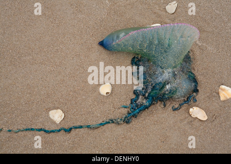 Portugiesischer Mann o Krieg, angespült am Strand von Padre Island National Seashore, Texas, USA Stockfoto