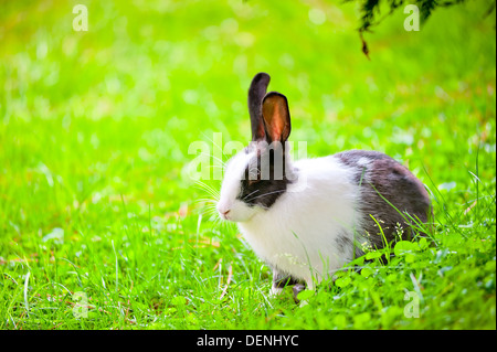 schwarz-weiß-Kaninchen sitzen auf dem grünen Rasen mit erhöhten Ohren Stockfoto
