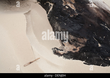 Verbrannte Treibholz fand auf einem Sandstrand im Padre Island National Seashore, Texas, USA Stockfoto