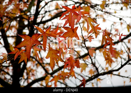 American Sweetgum, Redgum (Liquidambar styraciflua) Blätter im Herbst. Stockfoto