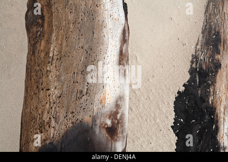 Verbrannte Treibholz fand auf einem Sandstrand im Padre Island National Seashore, Texas, USA Stockfoto