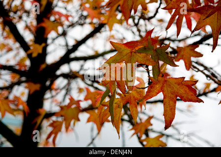 American Sweetgum, Redgum (Liquidambar styraciflua) Blätter im Herbst. Stockfoto