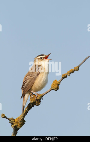 Segge Grasmücke (Acrocephalus Schoenobaenus) erwachsenen männlichen Gesang von Baum, Norfolk, England, Vereinigtes Königreich, Europa Stockfoto