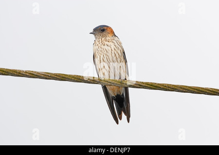 Streifen-throated Schwalbe (Petrochelidon Fluvicola) sitzen auf Telegraph Draht, Goa, Indien, Asien Stockfoto