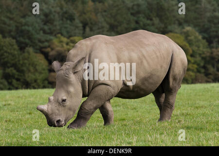 Knowsley Safari Park-Welt-Nashorn-Tag.  22. September 2013.  Weibliche Rhino Kalb auf den "Speichern the Rhino" Event im Knowsley Safari Park, Liverpool. World Rhino Day wenn Zoos, Organisationen und Reserven auf der ganzen Welt gekämpft, das Bewusstsein über den Schutz von Rhinoceros von tödlichen Wilderei eine Krise, die weiterhin Tiere in Afrika und Asien zu bedrohen.  Nashorn-Hörner werden auf dem internationalen Schwarzmarkt für ihre angebliche "medizinische" Werte eine Nachfrage geschätzt, die ihre Existenz bedrohen. Bildnachweis: Mar Photographics/Alamy Live-Nachrichten Stockfoto