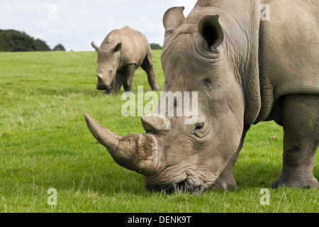 Knowsley Safari Park-Welt-Nashorn-Tag.  22. September 2013.  Weibliche Rhino und Kalb auf den "Speichern the Rhino" Event im Knowsley Safari Park, Liverpool. World Rhino Day wenn Zoos, Organisationen und Reserven auf der ganzen Welt gekämpft, das Bewusstsein über den Schutz von Rhinoceros von tödlichen Wilderei eine Krise, die weiterhin Tiere in Afrika und Asien zu bedrohen.  Nashorn-Hörner werden auf dem internationalen Schwarzmarkt für ihre angebliche "medizinische" Werte eine Nachfrage geschätzt, die ihre Existenz bedrohen. Bildnachweis: Mar Photographics/Alamy Live-Nachrichten Stockfoto