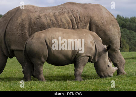 Knowsley Safari Park-Welt-Nashorn-Tag.  22. September 2013.  Weibliche Rhino und Kalb auf den "Speichern the Rhino" Event im Knowsley Safari Park, Liverpool. World Rhino Day wenn Zoos, Organisationen und Reserven auf der ganzen Welt gekämpft, das Bewusstsein über den Schutz von Rhinoceros von tödlichen Wilderei eine Krise, die weiterhin Tiere in Afrika und Asien zu bedrohen.  Nashorn-Hörner werden auf dem internationalen Schwarzmarkt für ihre angebliche "medizinische" Werte eine Nachfrage geschätzt, die ihre Existenz bedrohen. Bildnachweis: Mar Photographics/Alamy Live-Nachrichten Stockfoto