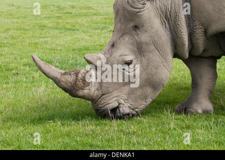 Knowsley Safari Park-Welt-Nashorn-Tag.  22. September 2013.  Weibliche Rhino in der "The Rhino speichern" Event im Knowsley Safari Park, Liverpool. World Rhino Day wenn Zoos, Organisationen und Reserven auf der ganzen Welt gekämpft, das Bewusstsein über den Schutz von Rhinoceros von tödlichen Wilderei eine Krise, die weiterhin Tiere in Afrika und Asien zu bedrohen.  Nashorn-Hörner werden auf dem internationalen Schwarzmarkt für ihre angebliche "medizinische" Werte eine Nachfrage geschätzt, die ihre Existenz bedrohen. Bildnachweis: Mar Photographics/Alamy Live-Nachrichten Stockfoto