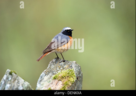 Gartenrotschwanz (Phoenicurus Phoenicurus) - männlich, UK Stockfoto