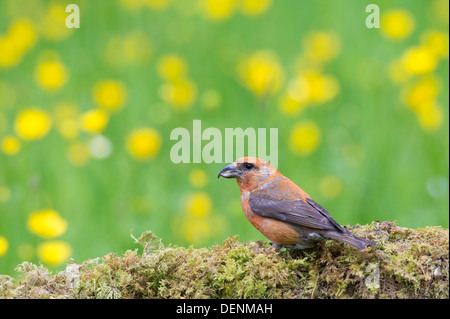 Gemeinsamen Fichtenkreuzschnabel (Loxia Curvirostra) - männlich, UK Stockfoto