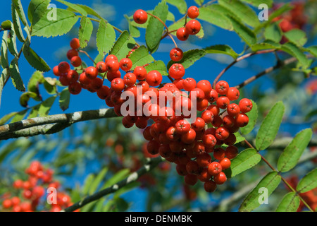 Rowan oder Eberesche (Sorbus Aucuparia) Früchte und Blätter Stockfoto