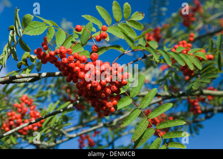 Rowan oder Eberesche (Sorbus Aucuparia) Früchte und Blätter Stockfoto