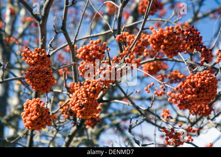 Rowan oder Eberesche (Sorbus Aucuparia) Früchte und Blätter Stockfoto