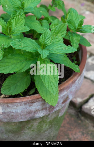 Garten Minze wächst in einem Terrakotta-Blumentopf. Stockfoto