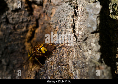 Europäische Hornisse Vespa crabro Stockfoto