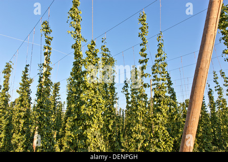 Hopfen "weibliche Blüten" auf Reben Reifen. Stockfoto