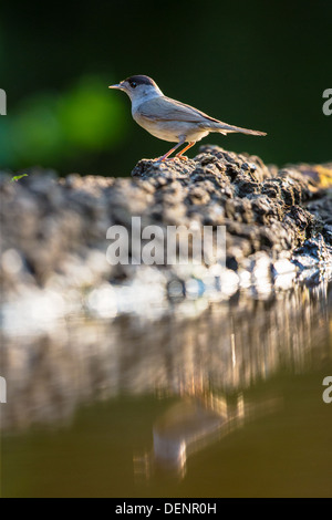 Wilde Erwachsene männliche Mönchsgrasmücke (Sylvia Atricapilla) am Ufer des einen Stream, Hintergrundbeleuchtung, Seitenansicht Stockfoto