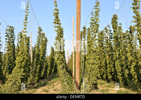 Hopfen "weibliche Blüten" auf Reben Reifen. Stockfoto