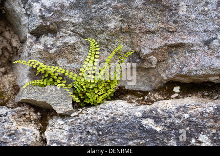 Asplenium Trichomanes wachsen in eine Mauer aus Granit. Tausend Spleenwort. Stockfoto