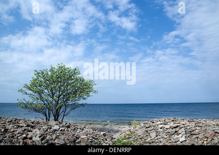 Einsamer Baum an der Küste der Ostsee. Von der Insel Öland in Schweden. Stockfoto