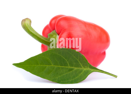 Rote Paprika mit Blatt auf einem weißen Hintergrund. Stockfoto