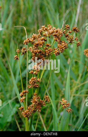 "Säge-Segge", große Fen-Segge, Cladium Mariscus, Nahaufnahme von Saatgut Kopf, August, England Stockfoto