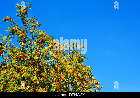 Asche-Beeren am blauen Himmel Stockfoto