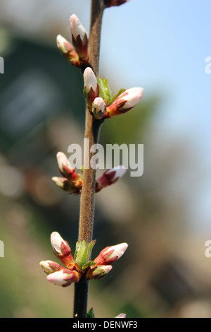 Zweig mit ungeöffneten Knospen der Prunus Tomentosa Blumen Stockfoto