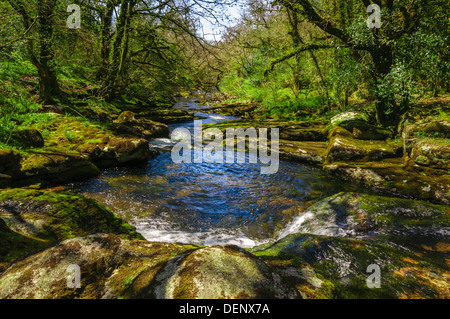 Eine schattige Waldbach fließt über Felsen und schlängelt sich durch Bäume Stockfoto