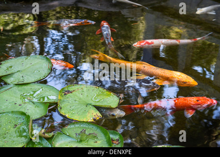 Schöne Koi Fische und Seerosen in einem Garten. Stockfoto