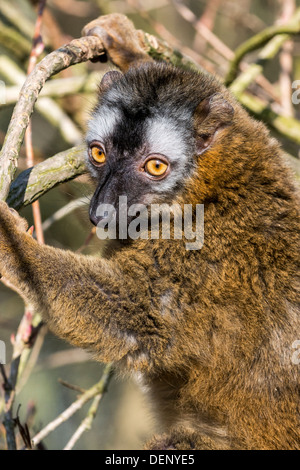 Lemur; Blackpool Zoo; Blackpool; Lancashire; England; Vereinigtes Königreich; Europa; Stockfoto