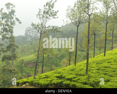 Teegärten Munnar Kerala Indien Stockfoto