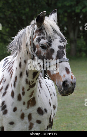 Kopf und Schulter Foto ein schwarz-weiß Appaloosa Pferd Nähe gesichtet und detailliert Stockfoto