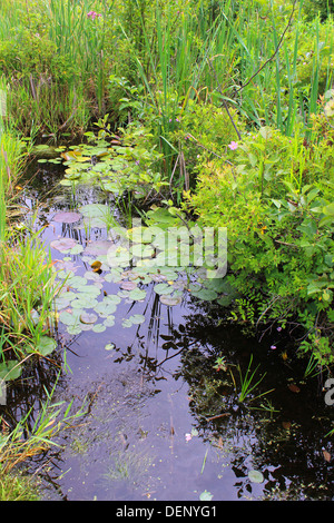 Wildblumen, Seerosen und Schilf in einem sumpfigen Moor in Lapeer, Michigan. Stockfoto