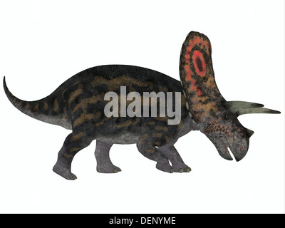 Torosaurus war die größte Schädel von jedem bekannten Landtier. Es war pflanzenfressenden Dinosaurier aus der späten Kreidezeit. Stockfoto