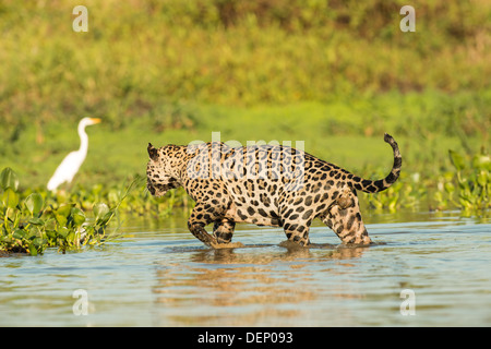 Stock Foto von einem Jaguar verlassen den Fluss, Pantanal, Brasilien. Stockfoto