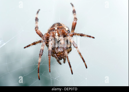 Spinne - Araneus Diadematus, Orb Weaver, Kreuzspinne im Netz Stockfoto