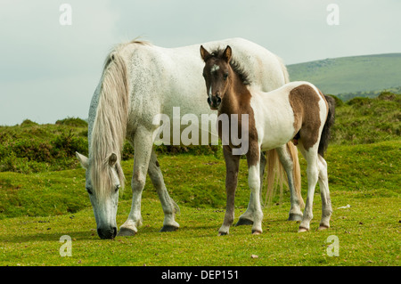 Dartmoor-Ponys, Stute und Fohlen, Dartmoor, Devon, England Stockfoto