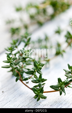 Ein Zweig frischer Thymian auf einer weißen Fläche aus Holz. Stockfoto