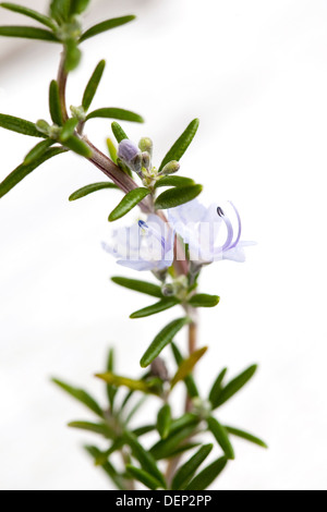 Eine Nahaufnahme von einem Zweig Rosmarin mit hellblauen Blumen vor einem weißen Hintergrund. Stockfoto