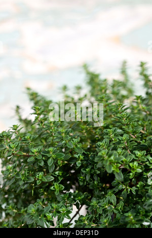 Eine Thymian-Pflanze vor einem weißen Hintergrund. Stockfoto